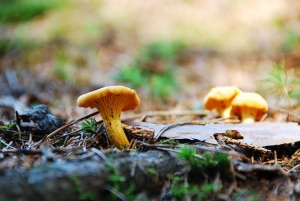 eierschwammerl-1558873_640